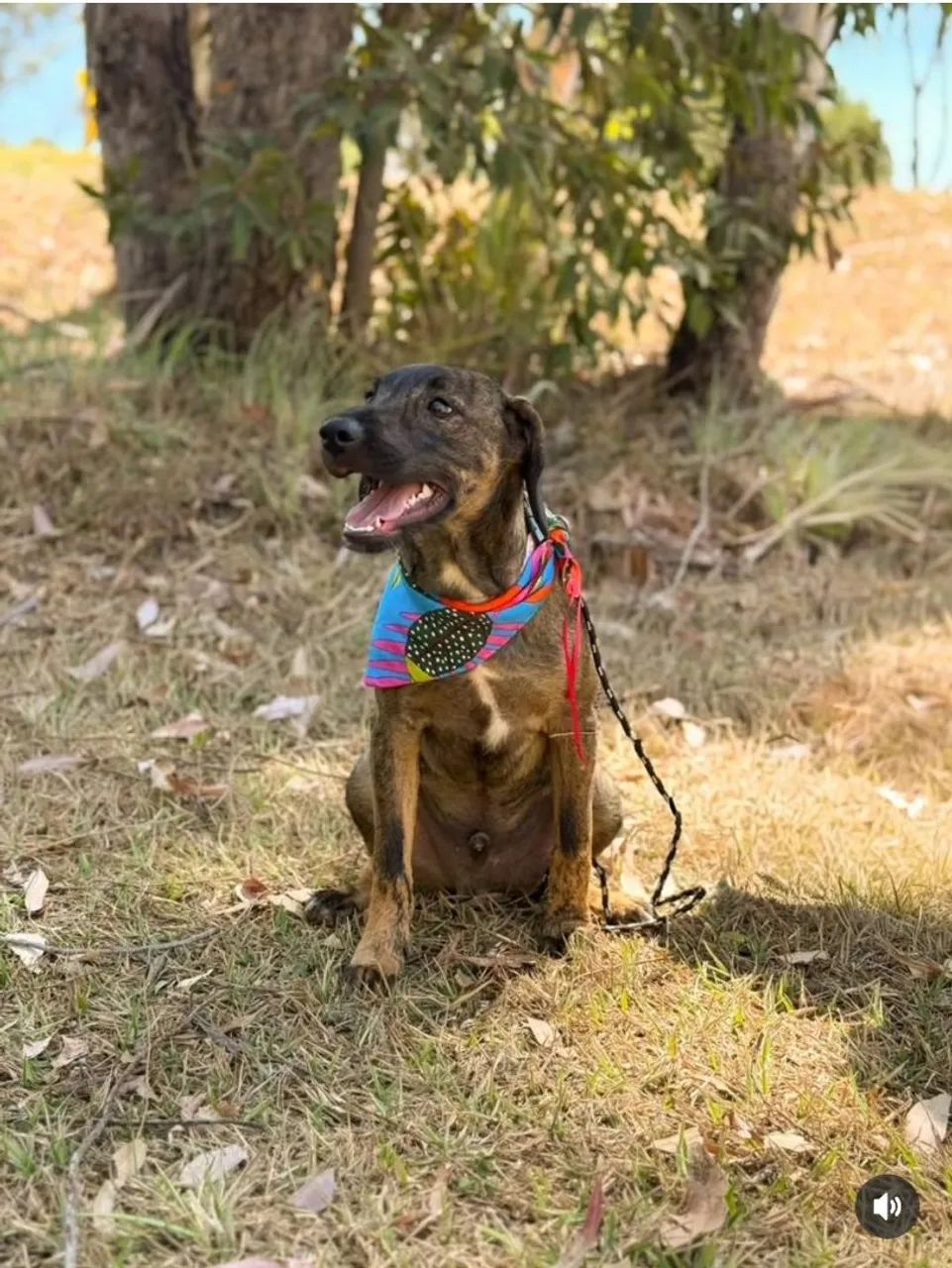 Doação cachorro filhote - 6 meses, porte médio +-10kg - Foto 3