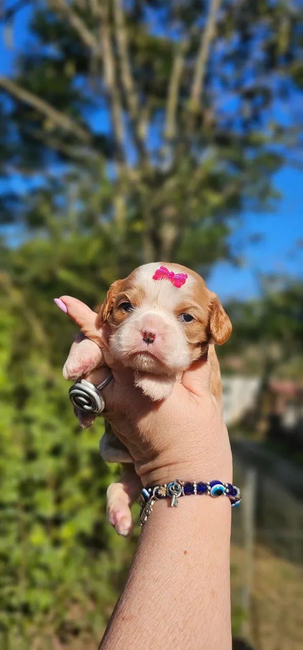 Bonequinha de Luxo - Cavalier - Foto 3