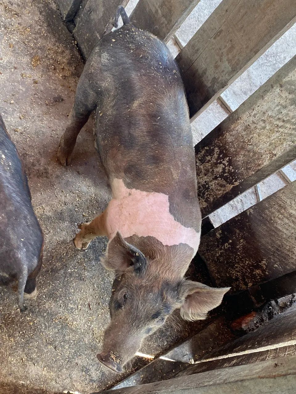 Porco  - Foto 4