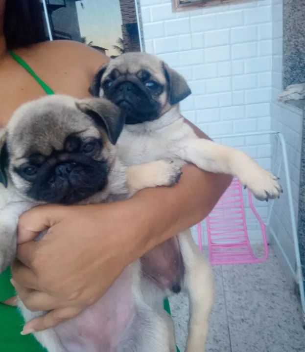 Filhotes de Pug lindos e fofinhos 