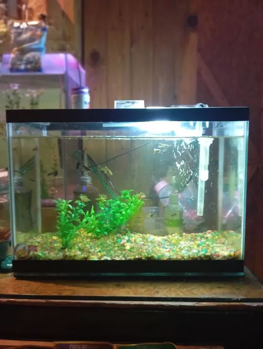 Aquário completo  - Foto 2
