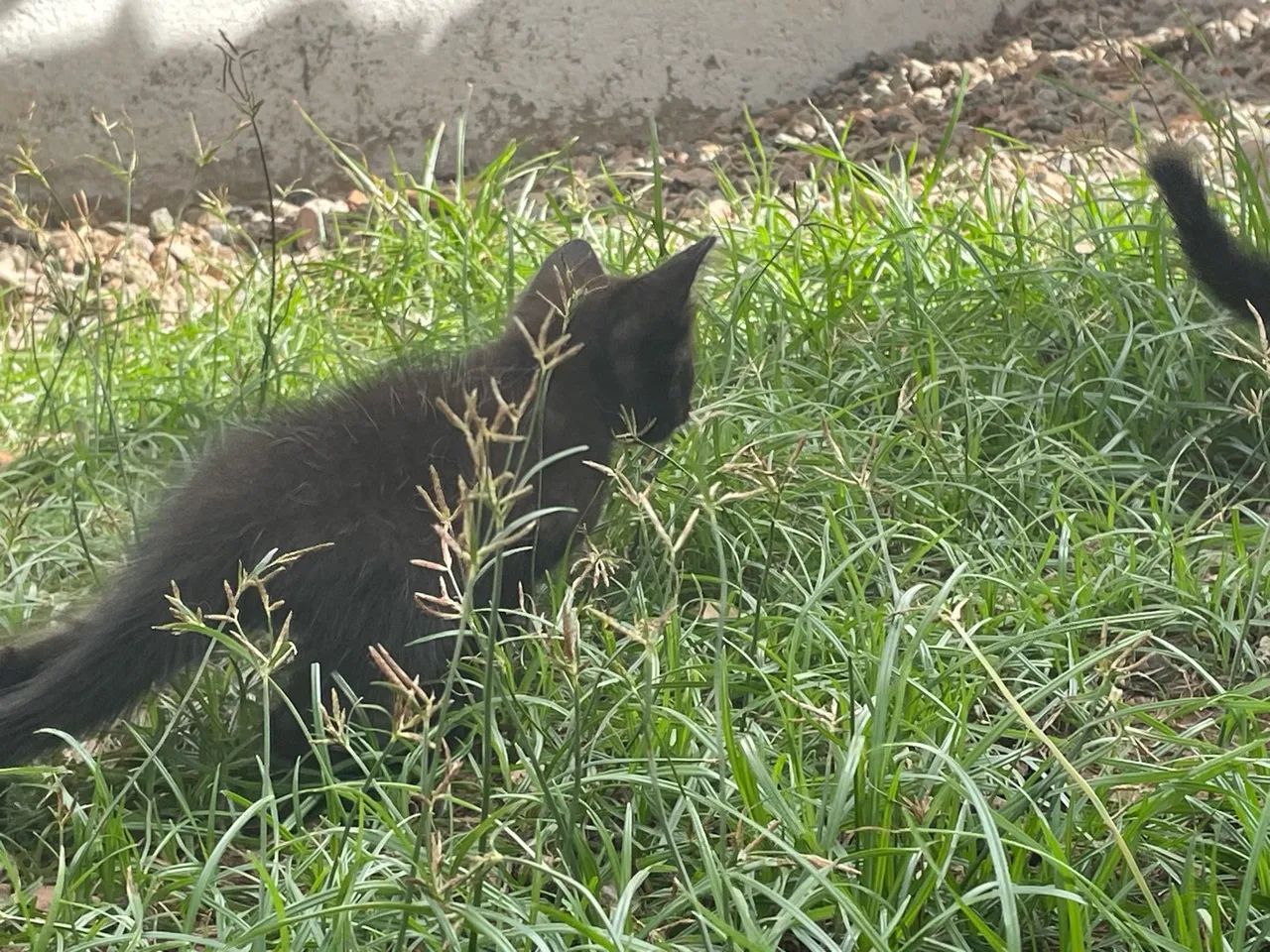 Gatinhos filhotes para doação  - Foto 5