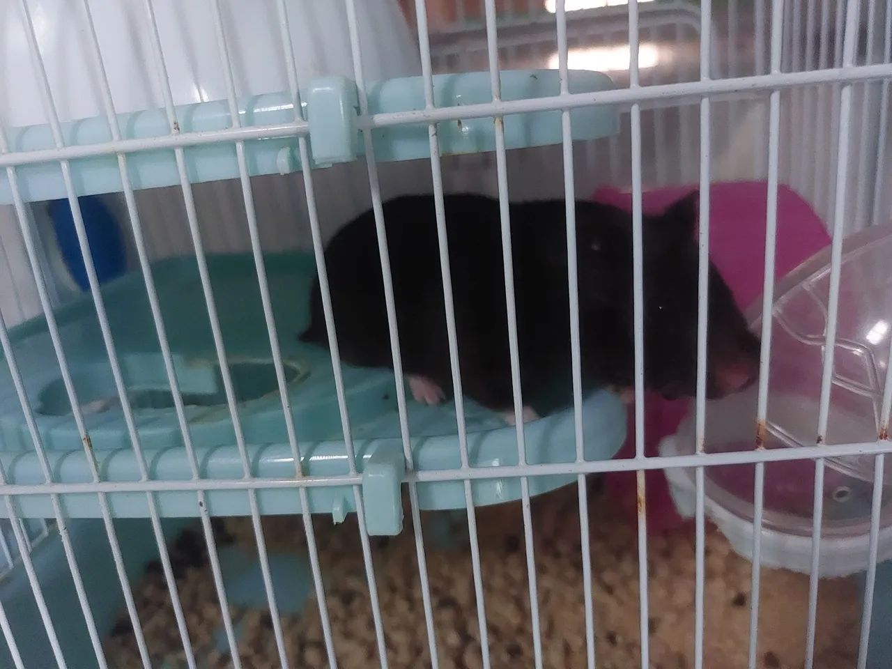 Gaiola e Hamsters - Foto 2