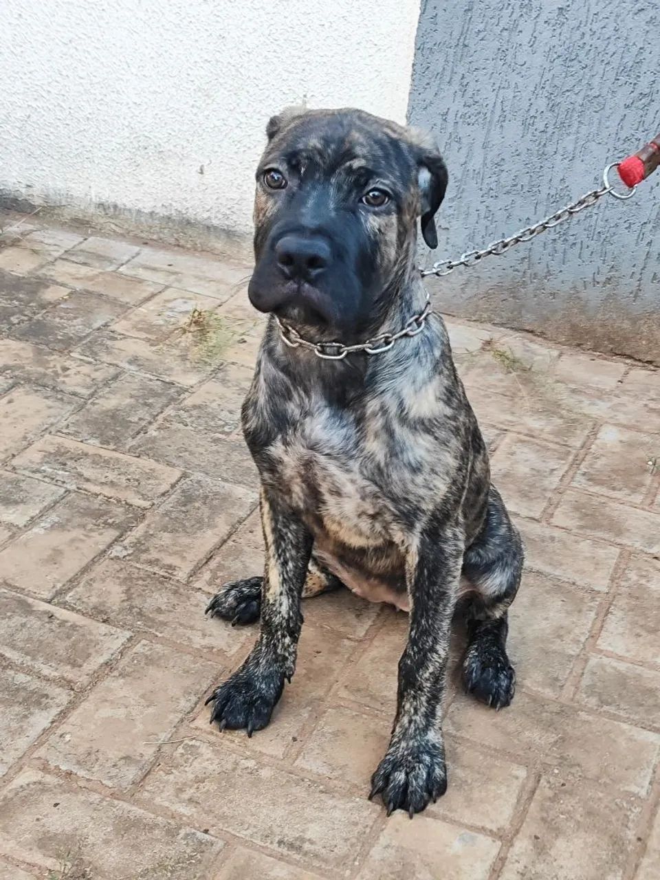 Filhotes de cane corso  - Foto 4