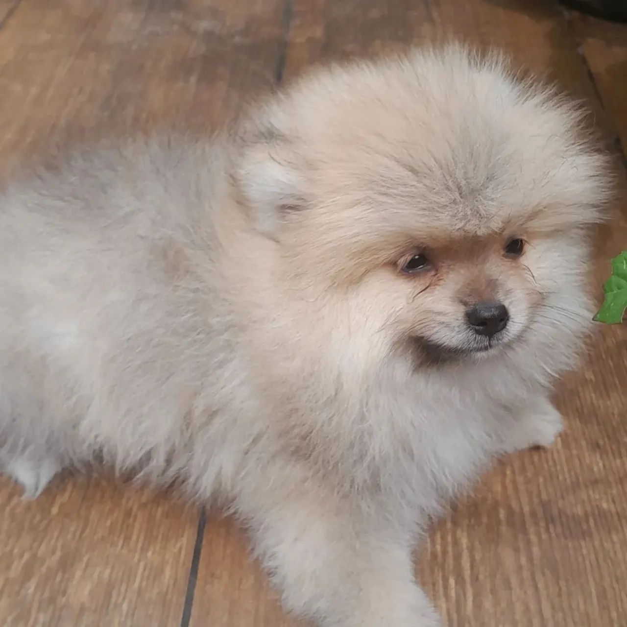 Filhote de spitz alemão anão 