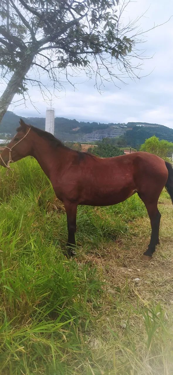 Égua marcha picada  - Foto 2