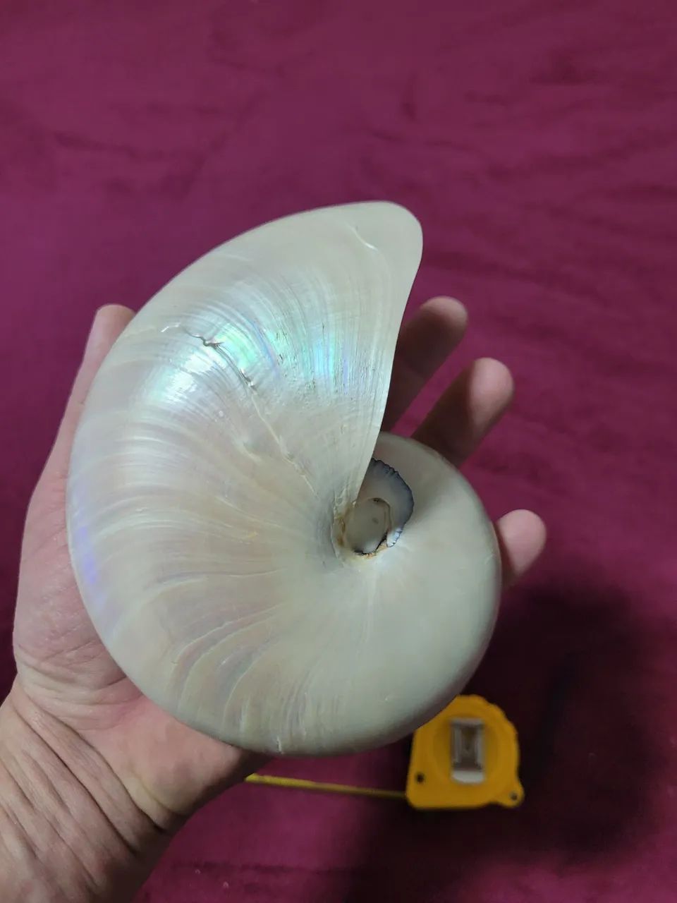 Conchas Nautilus pompilius pérola polida  - Foto 3