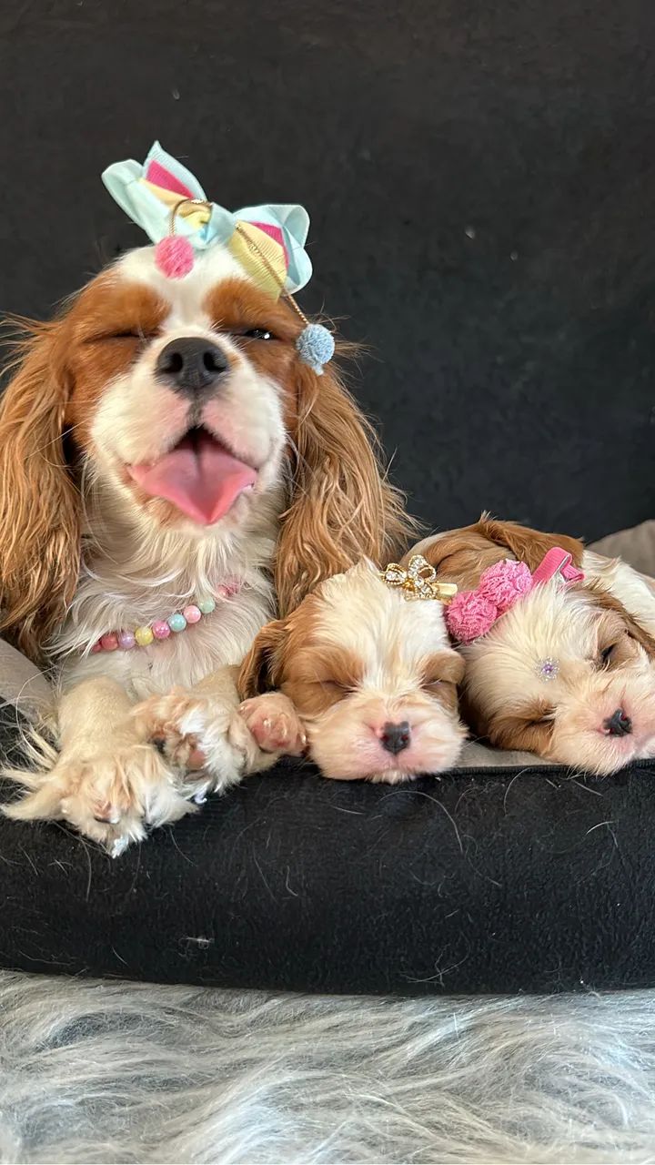 Cavalier king - Foto 2