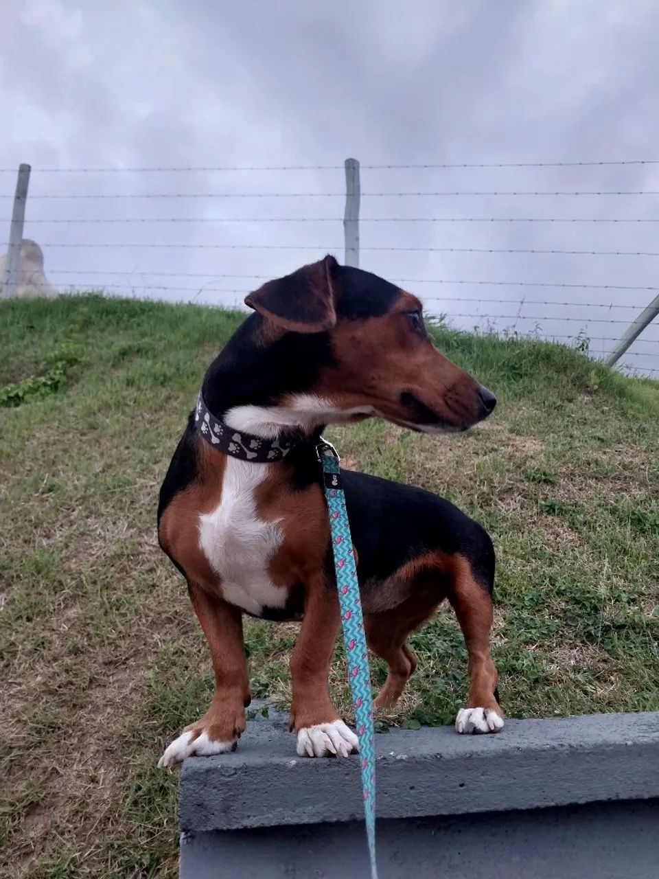 Doando cachorrinha 