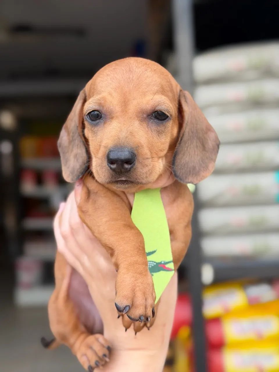 Dachshund macho  - Foto 4