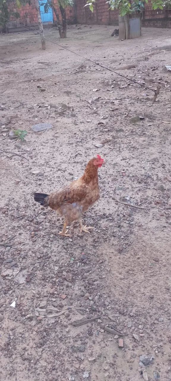 Uma Galinha  Poedeira Botando ovos Azul.
