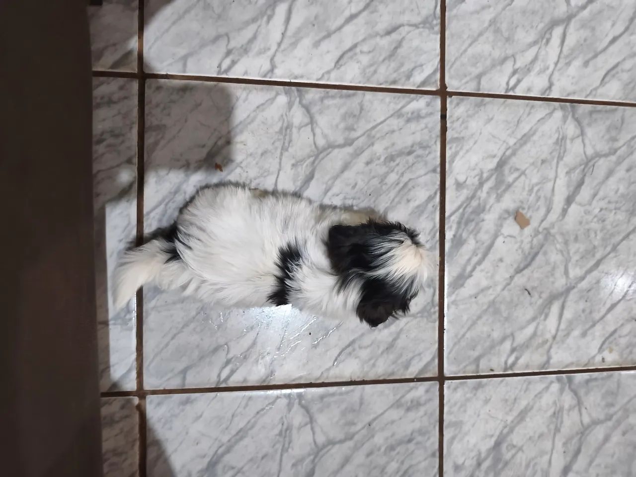 Shi tzu macho  - Foto 2