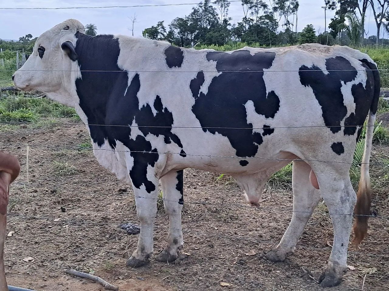 Garrote Holandês 
