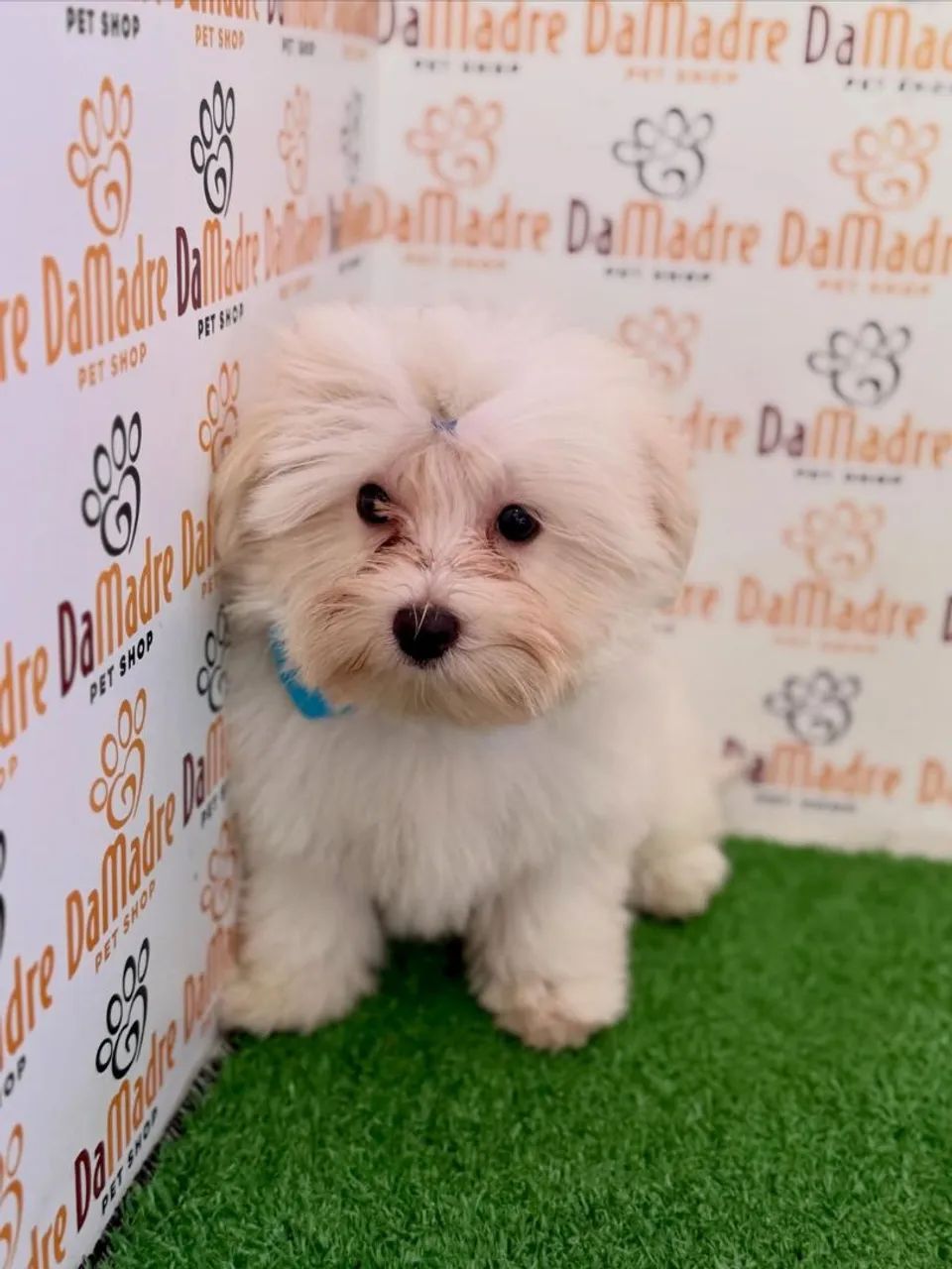 Maltês Macho