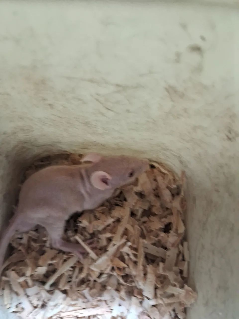 A3M- Twister Hairless ( leia a descrição do anúncio )
