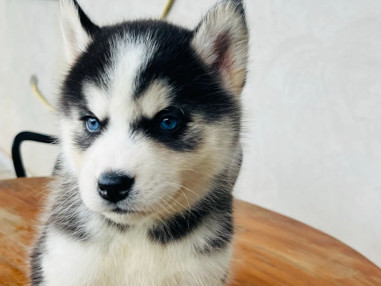 Husky siberiano - Foto 2