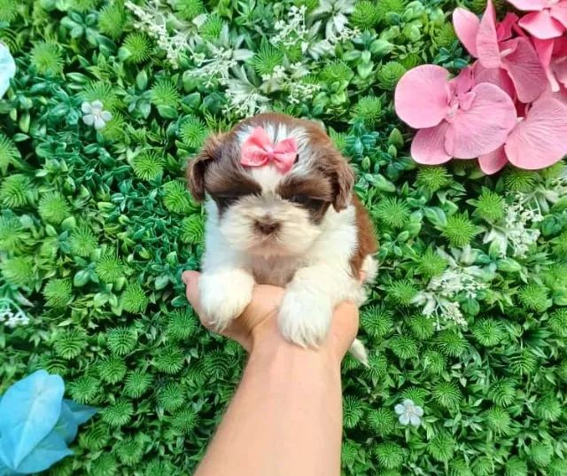 shih tzu mini com garantia  - Foto 2