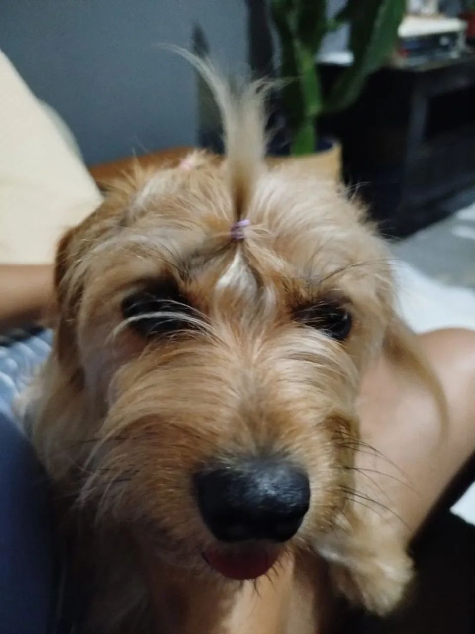 Doação de cachorrinha  - Foto 5