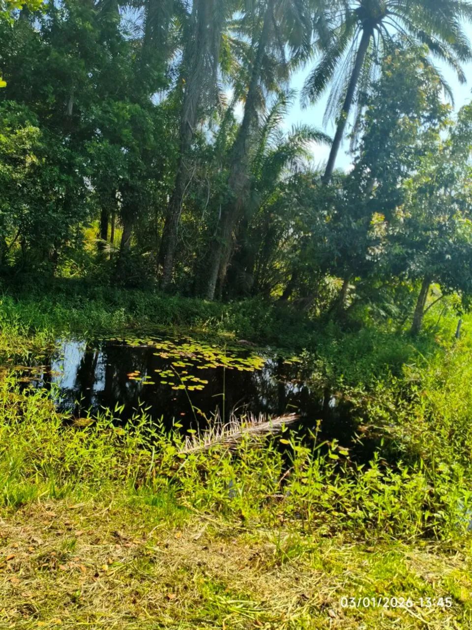 Chácara com 4 quartos à Venda, 30000 m² em Ilhéus/BA - Foto 3
