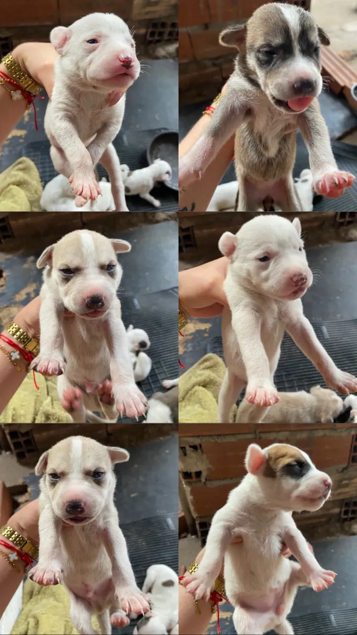 Doa-se cachorros pitbull 