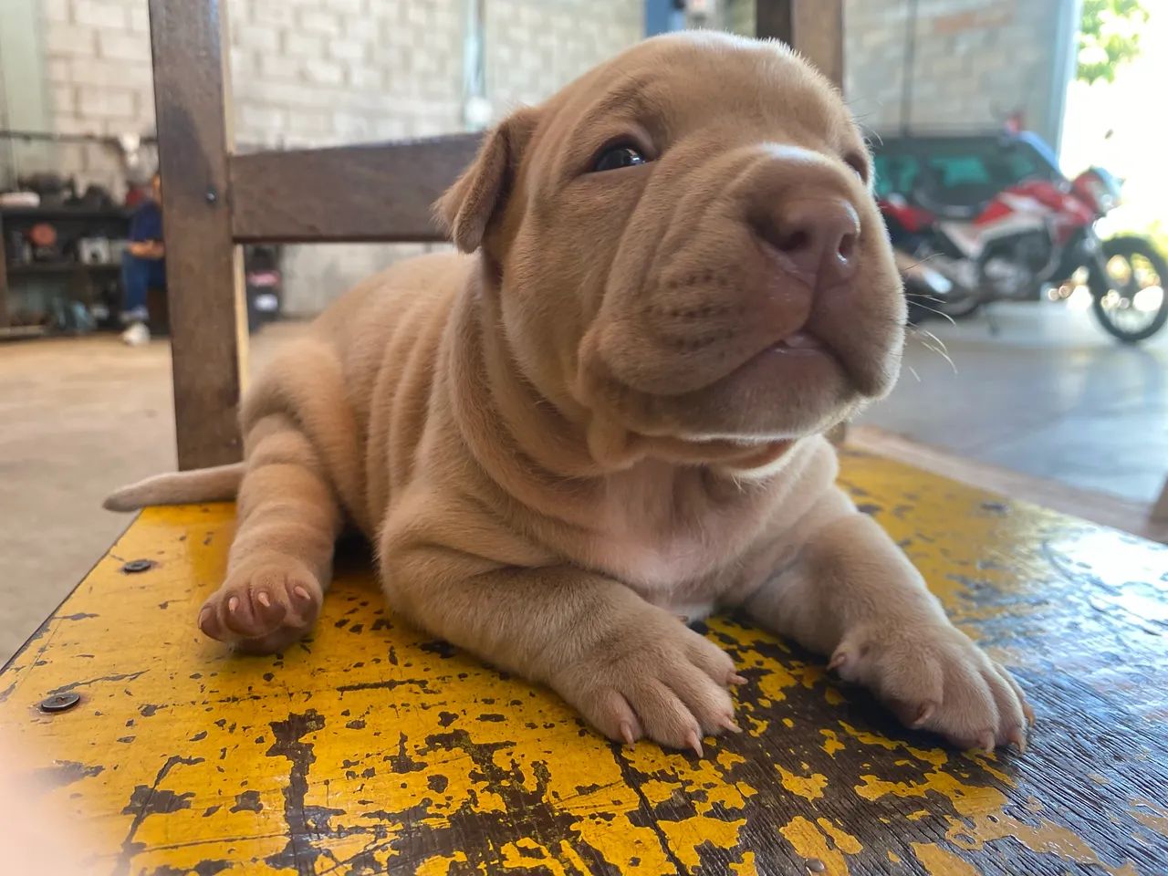 American bull legitimo 