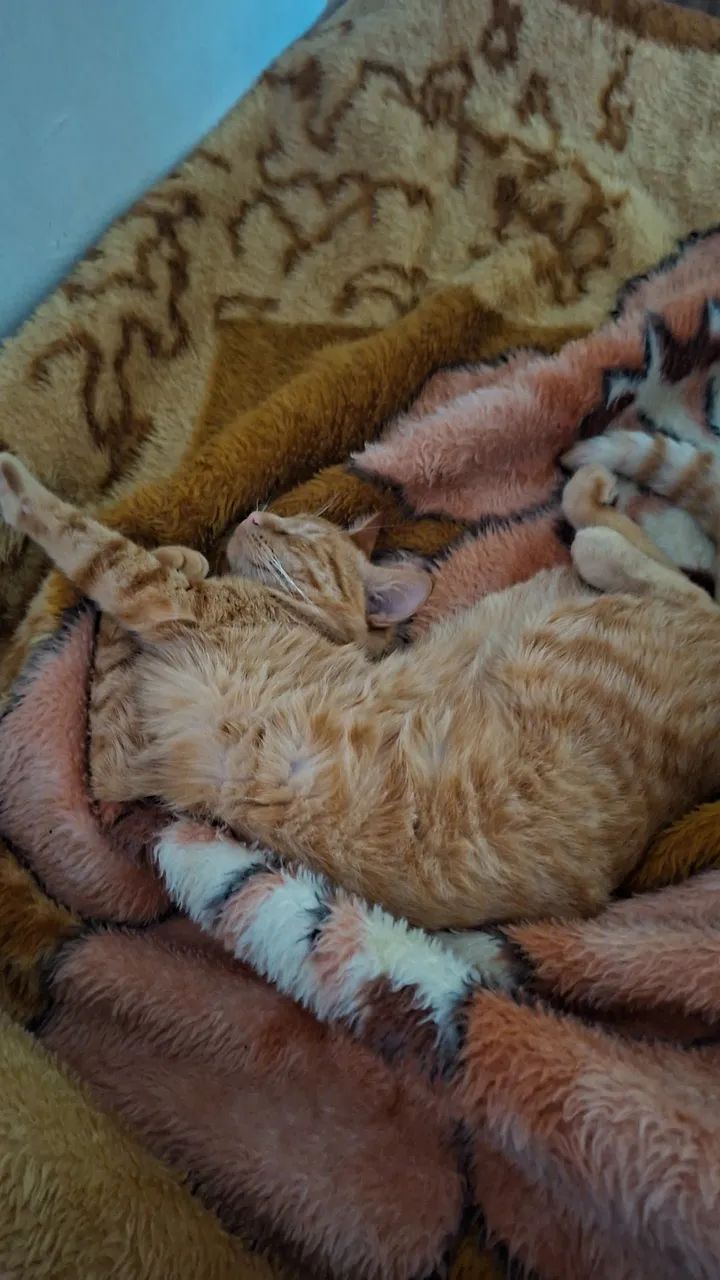 Gato para doação  - Foto 3