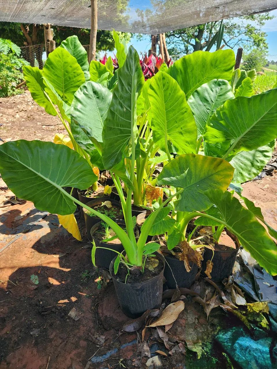 Mudas de plantas ornamentais  - Foto 4