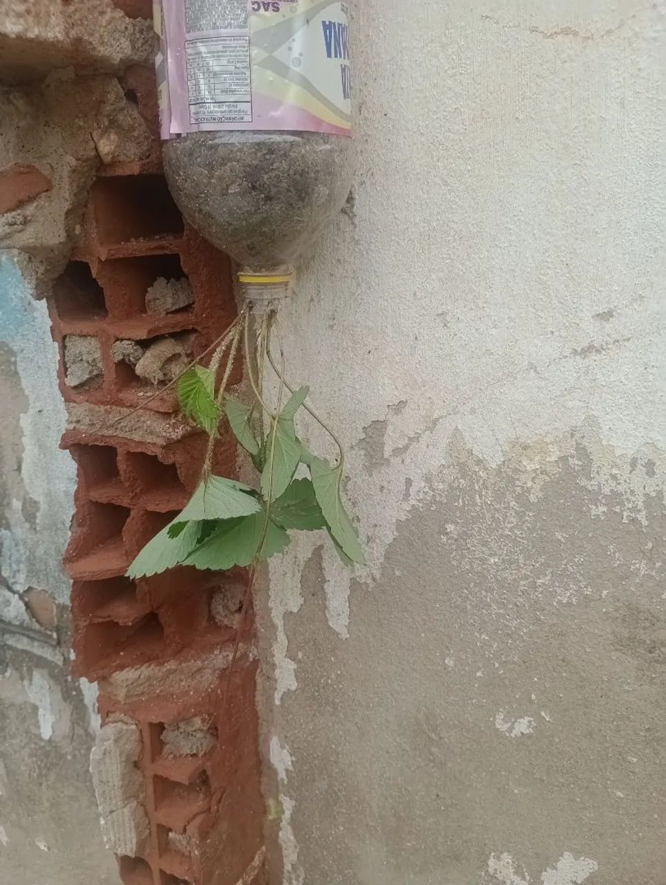 Vendo mudas de pé de morango e pimenta de cheiro  - Foto 3