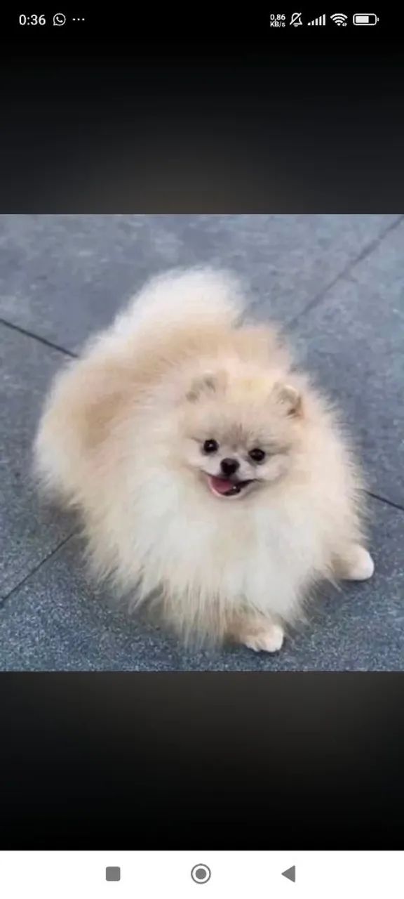 Spitz alemão anão  - Foto 2