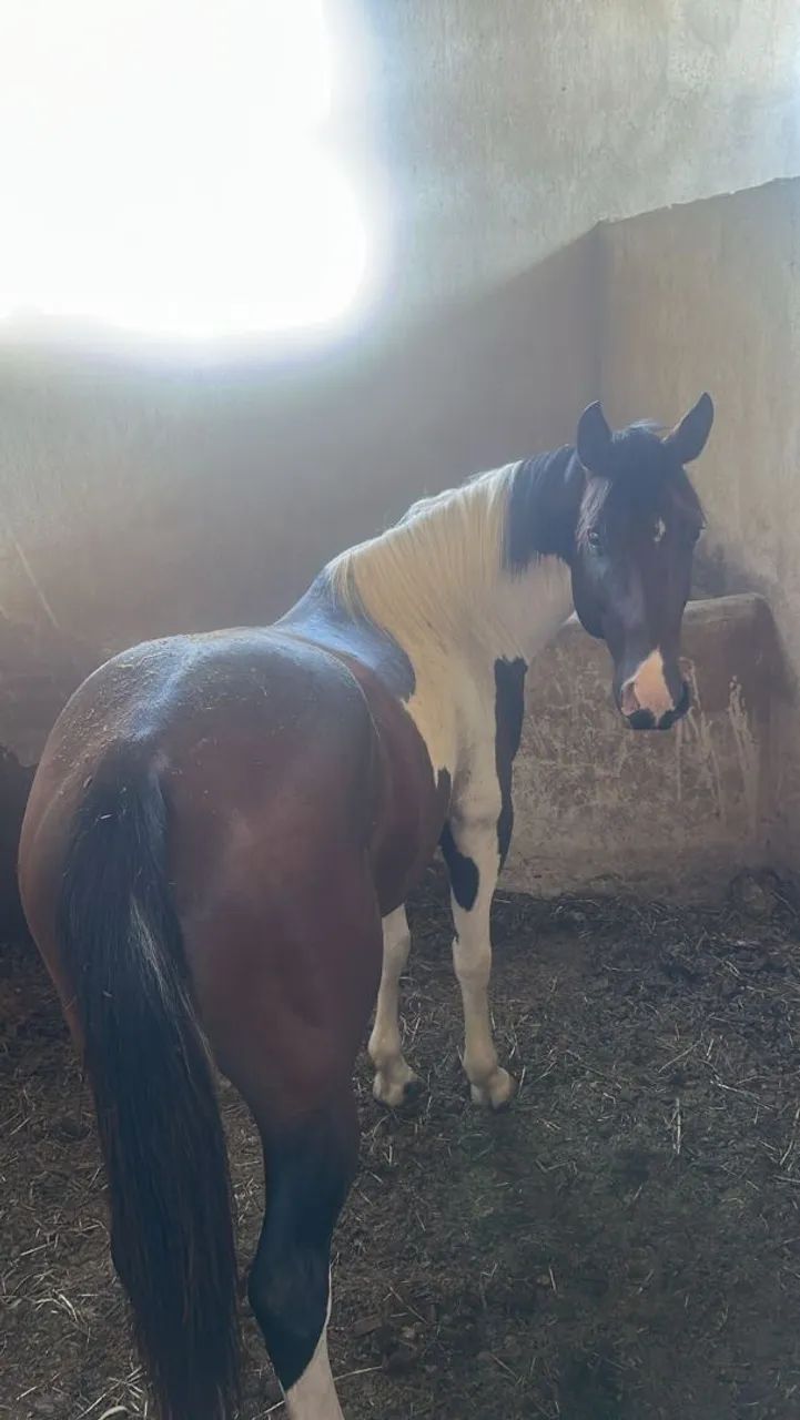 CAVALO QUARTO DE MILHA  - Foto 3