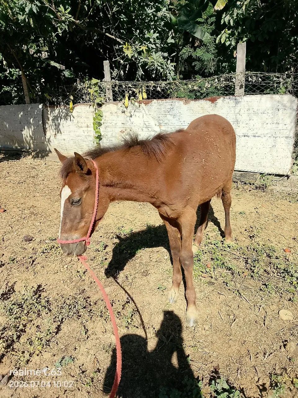 Potro - Foto 2