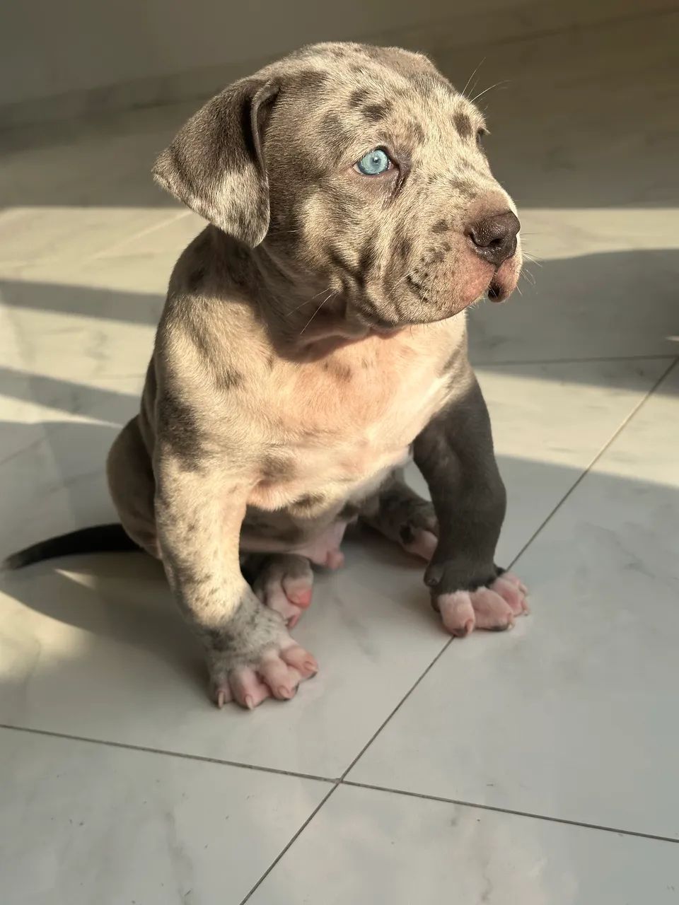 American Bully XL  - Foto 5