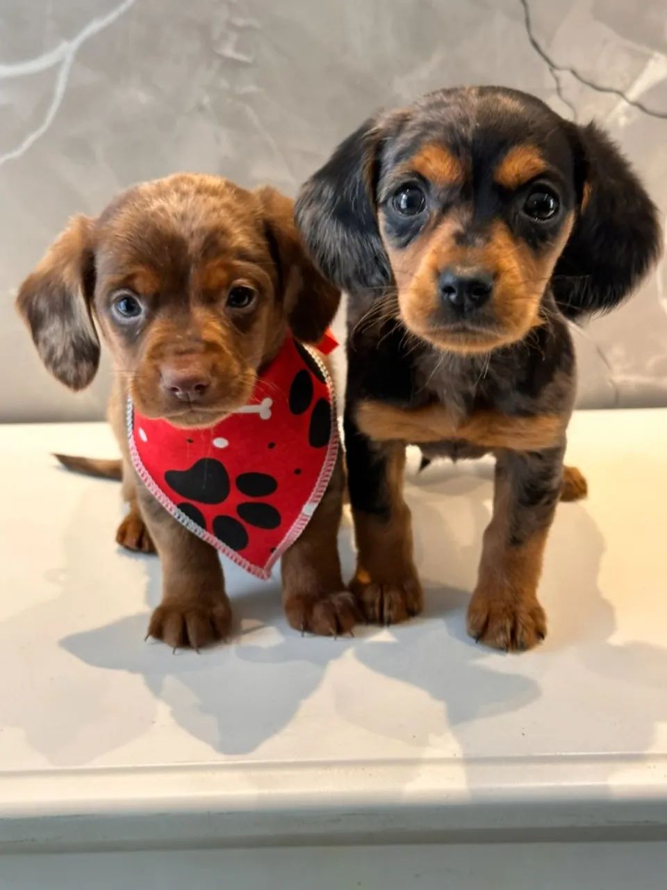Dachshund perfeitos