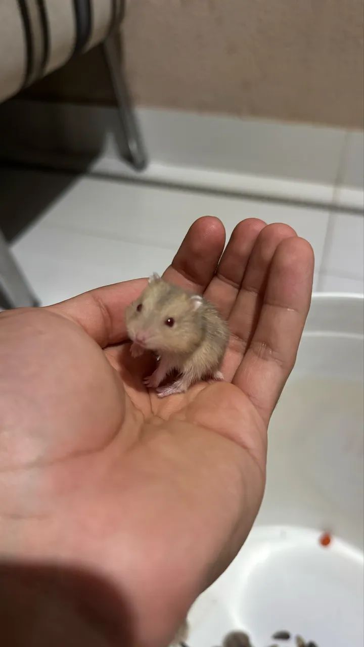 Hamster Anão Russo  - Foto 4