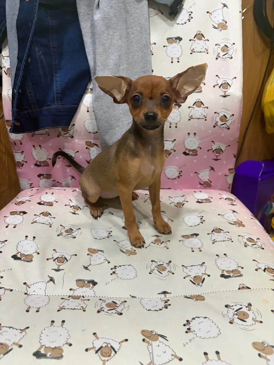 Pinscher miniatura