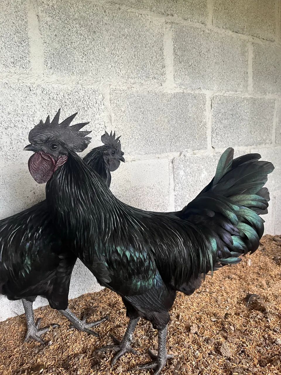 Galo ayam cemani - Foto 5