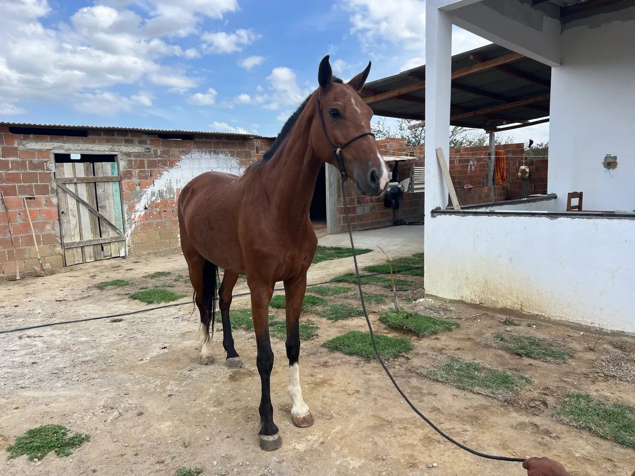Egua pra venda - Foto 3