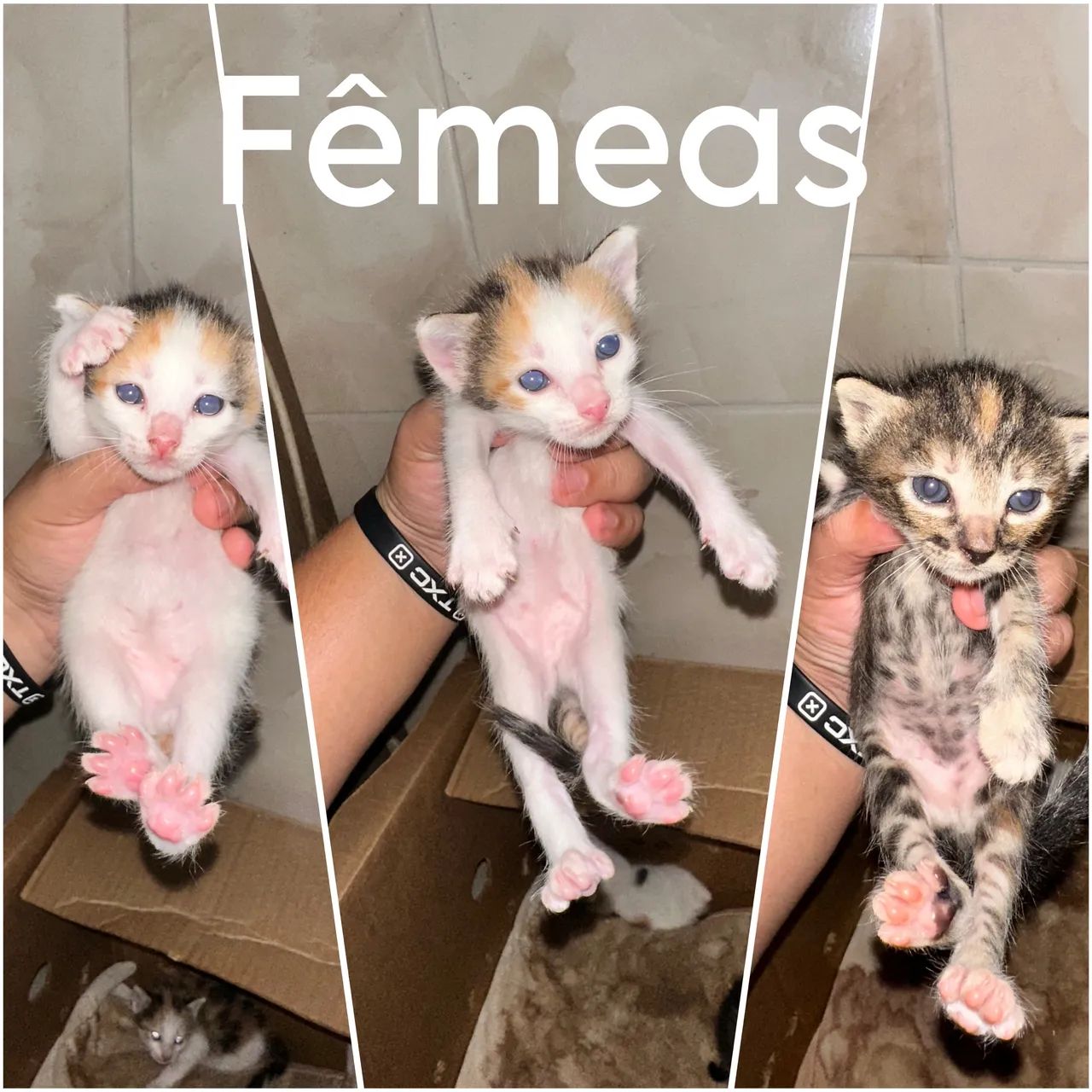 Doação de gatos! 
