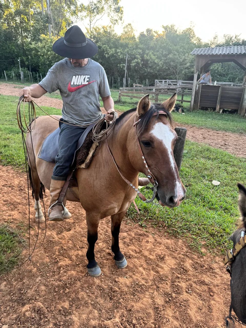 Vendo cavalo Crioulo