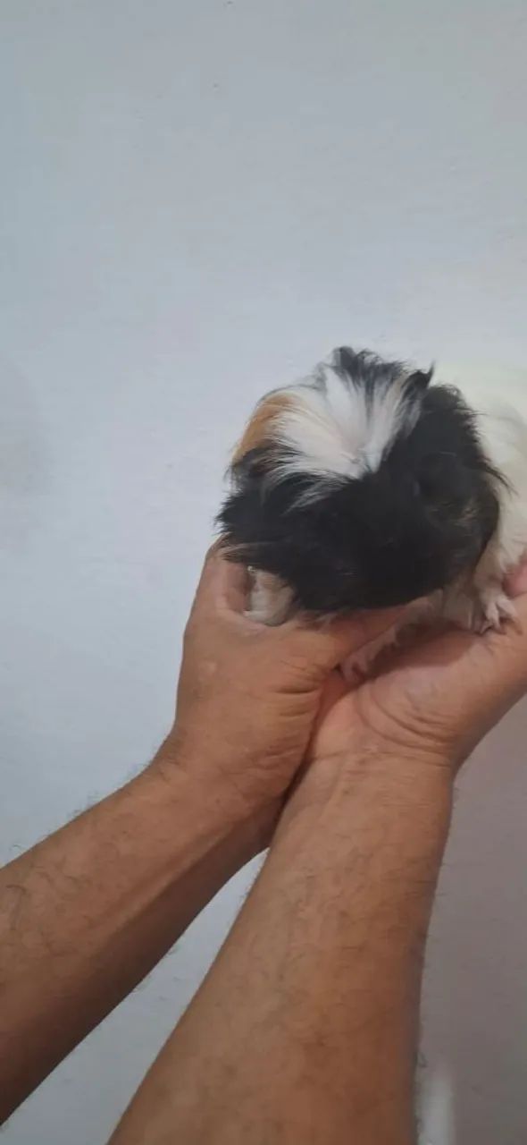 Porquinho da Índia Macho Coronet  - Foto 4