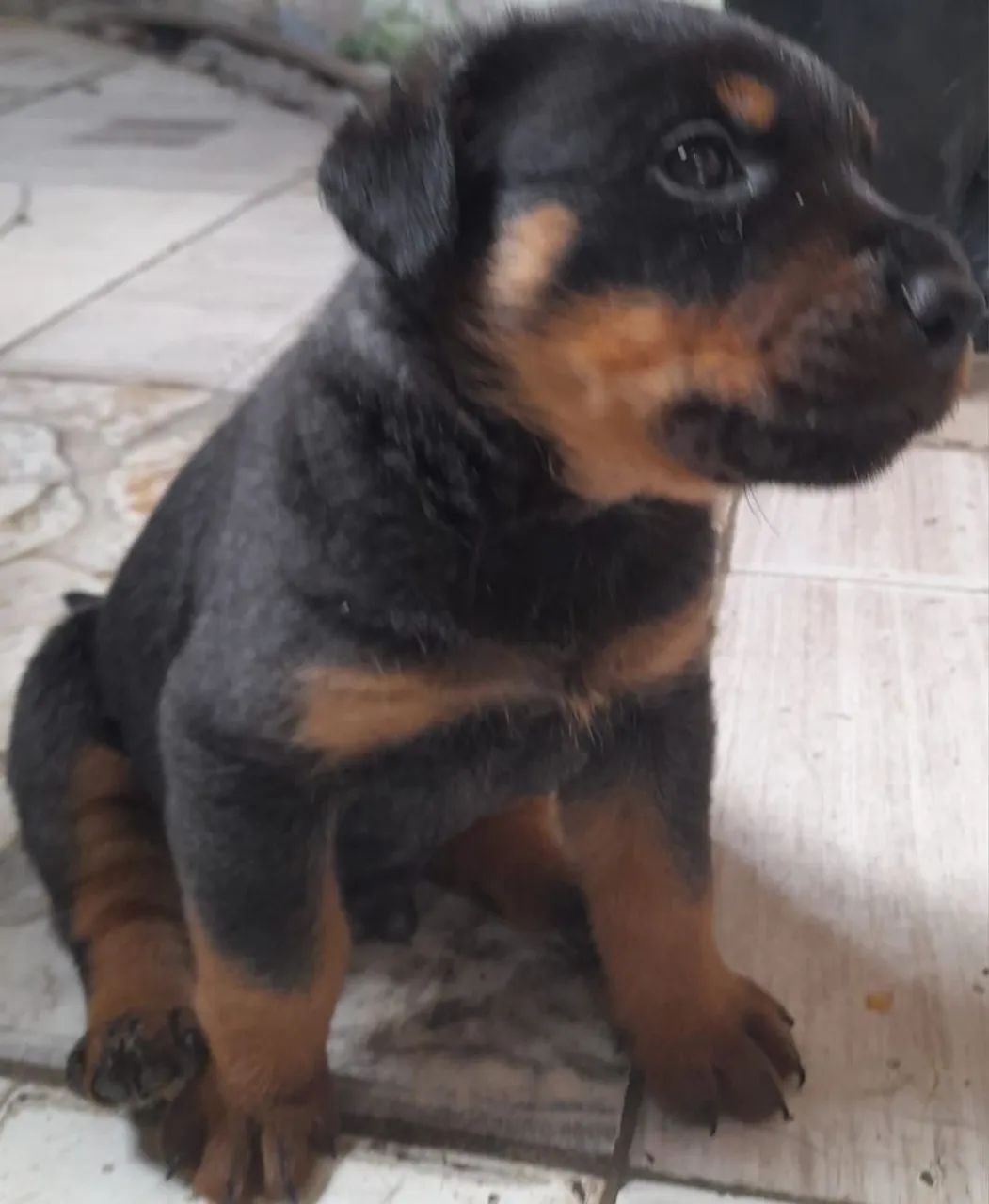 Filhote Rottweiler, Seu novo melhor amigo está pronto para te encher de carinho!