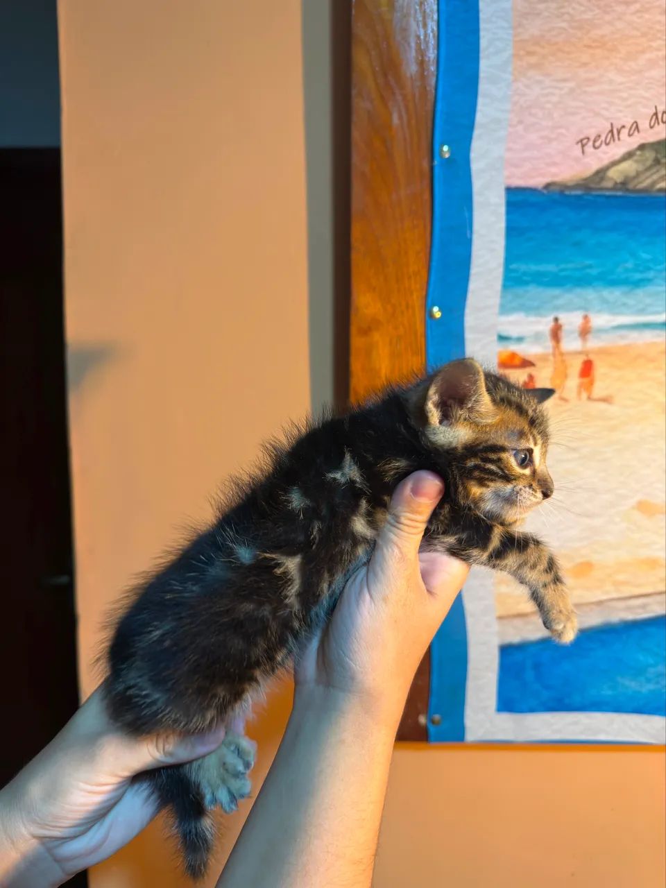 Bengal  - Foto 5
