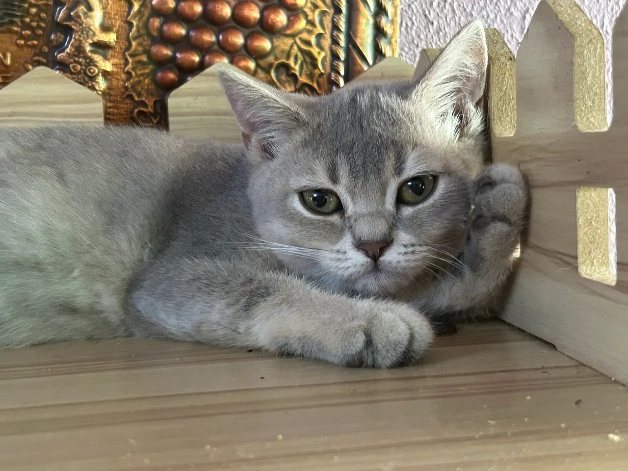 British femea bicolor. 3 meses com pedigree!  - Foto 5