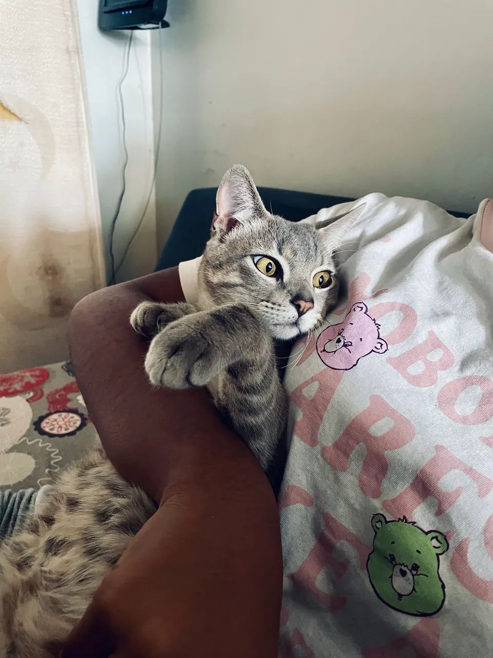 Doa-se gato - Foto 5