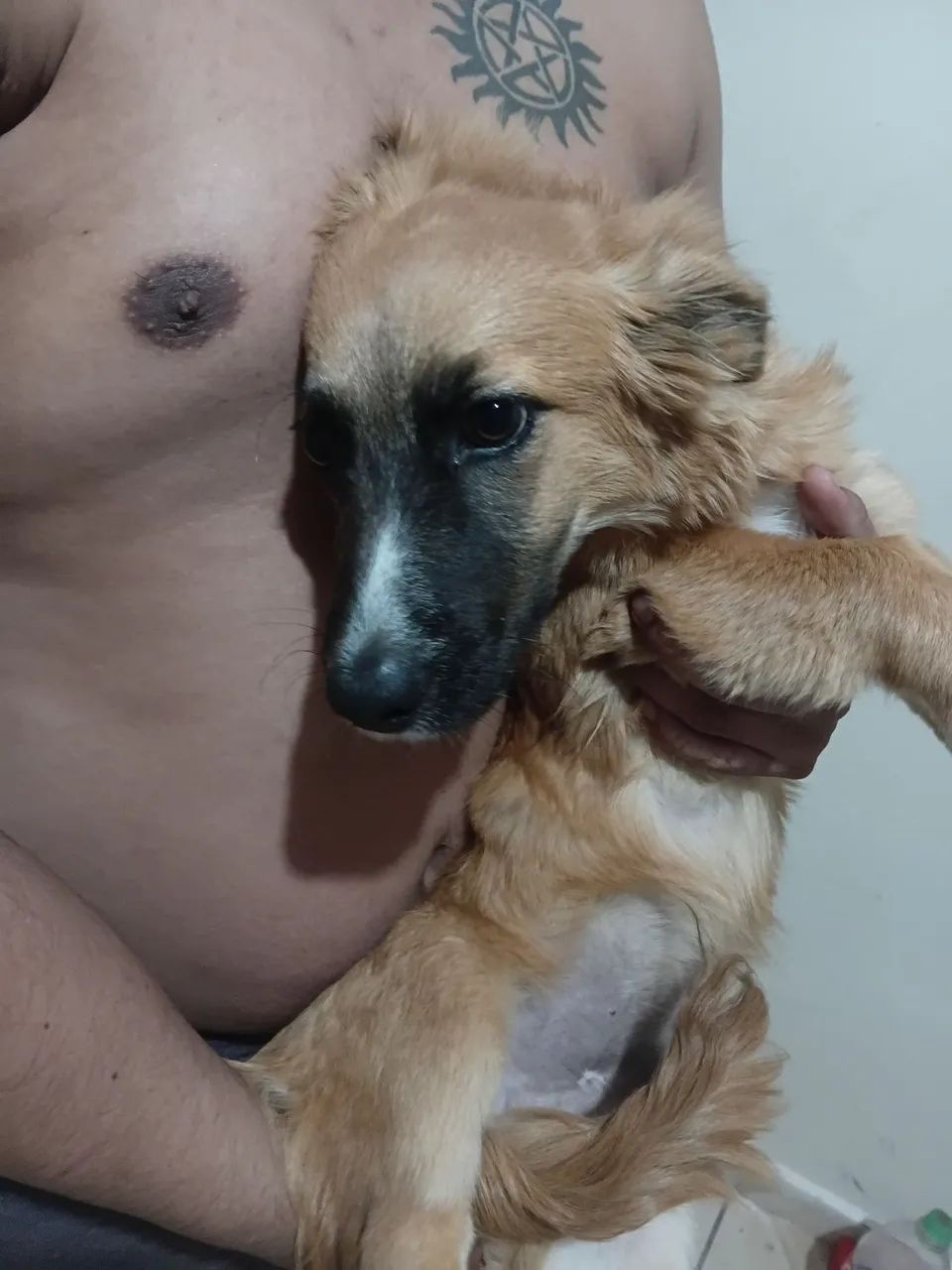 Adoção responsável  - Foto 2