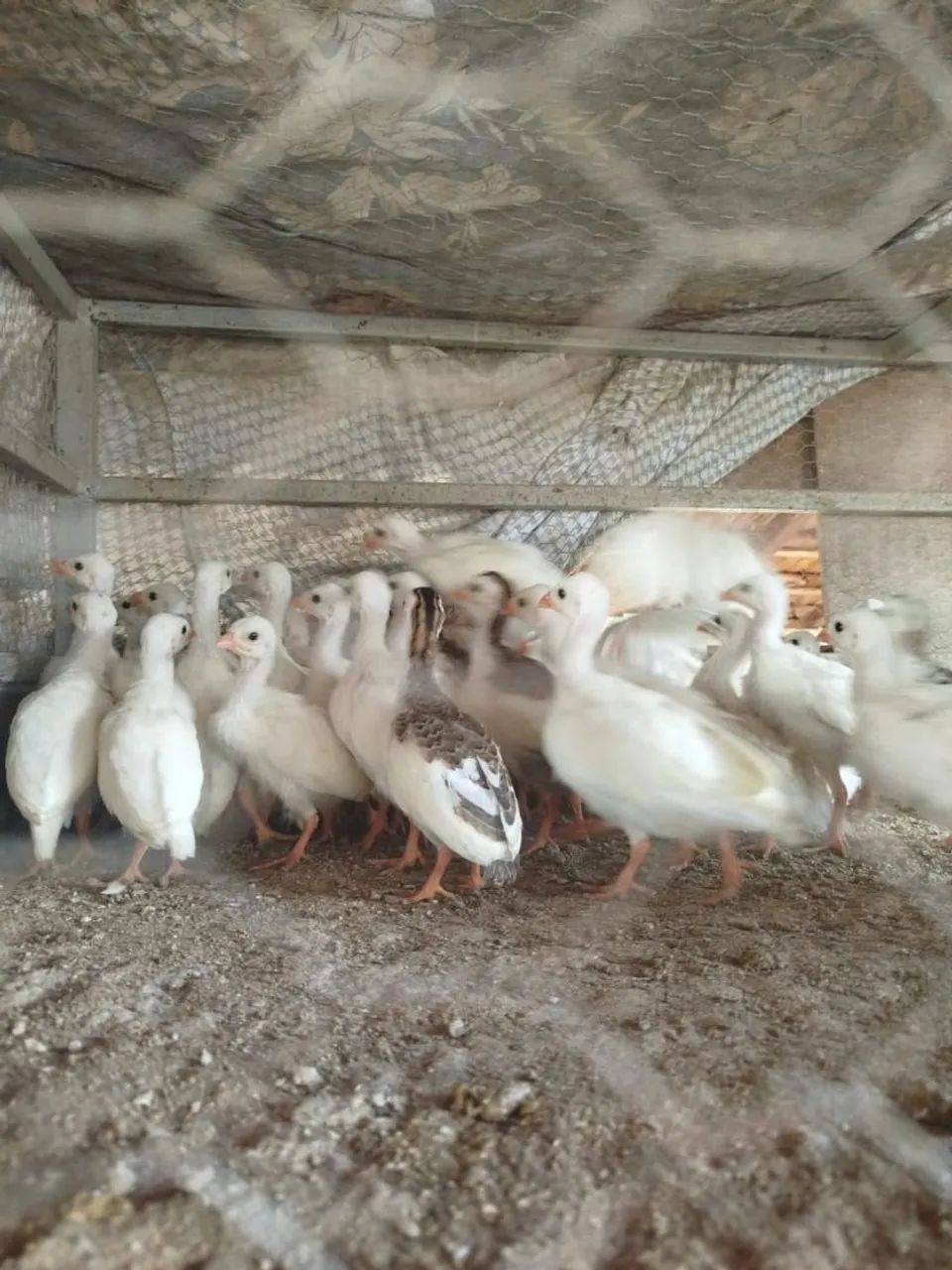 Angola branca - Foto 2