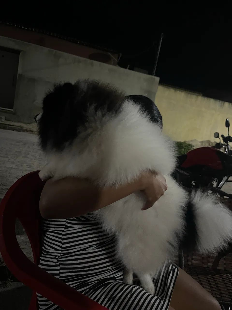 Cachorro  - Foto 4