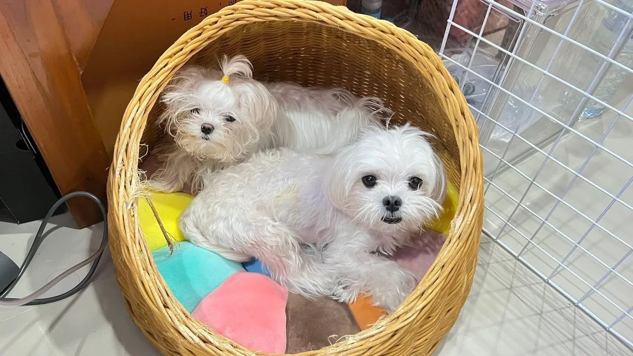 Raça maltês com pedigree  - Foto 5