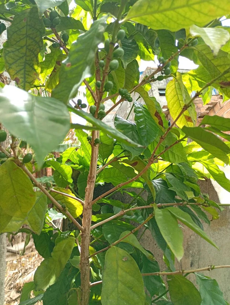 Muda de Café do Amarelo, Tenha pé de Café no seu Quintal  - Foto 4