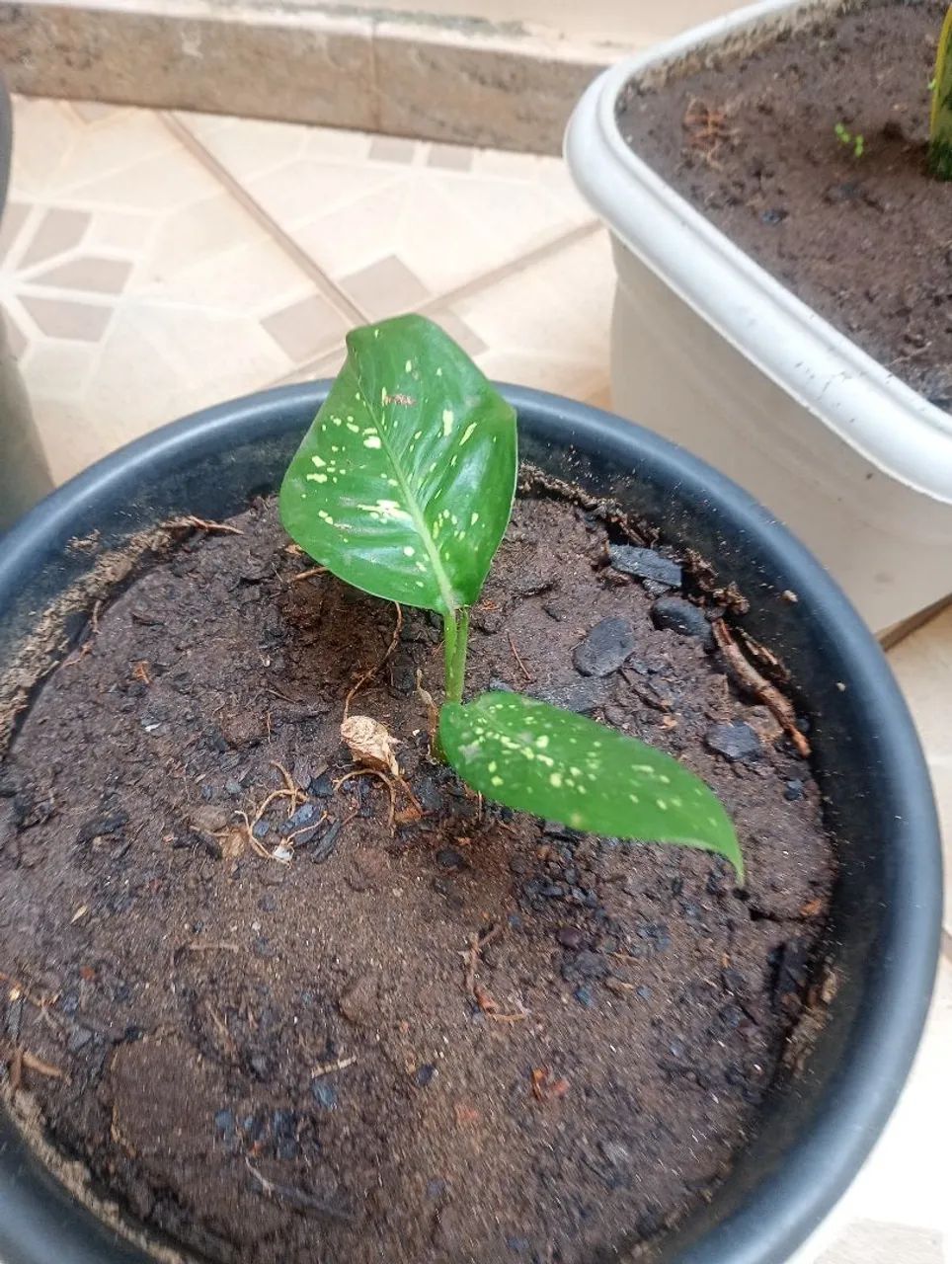 Planta, muda comigo ninguém pode